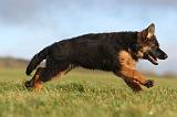 BERGER ALLEMAND 188